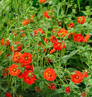 10x Fingerkraut Ranunculaeflora Plena - Potentilla cultorum