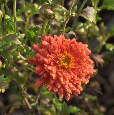 Winteraster Raubritter - Chrysanthemum hortorum