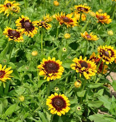 Sonnenhut Summerdaisys Choco Sun - Rudbeckia cultorum