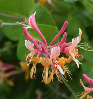 Feuer Geißschlinge 100-125cm - Lonicera heckrottii