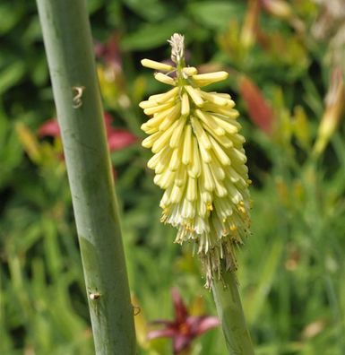 Zitronen Fackellilie - Kniphofia citrina