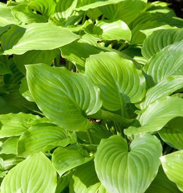 Grünblattfunkie Grandiflora - Hosta plantaginea