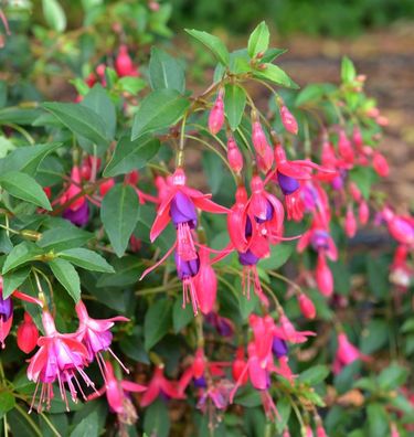 Fuchsie Tom Thumb - Fuchsia magellanica