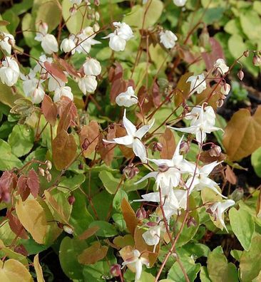 Zierliche Elfenblume - Epimedium youngianum