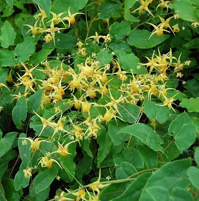 Elfenblume Amber Queen - Epimedium Hybrid