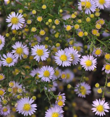 Myrtenaster Blue Wonder - Aster ericoides