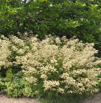 Zwerg Geißbart Woldemar Meier - Aruncus aethusifolius