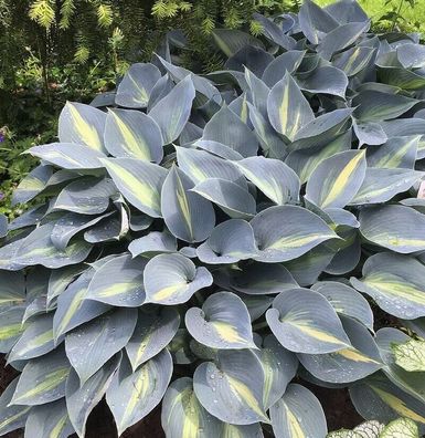 Funkie Grand Marquee - Hosta cultorum