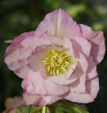 Christrose Lenzrose Double Ellen Pink - Helleborus orientalis