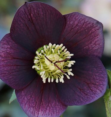 Christrose Lenzrose Blue Metallic Lady - Helleborus orientalis