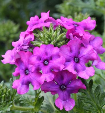 Eisenkraut Muriel - Verbena canadensis