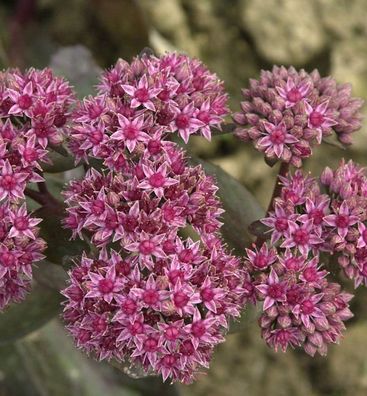 Große Fetthenne Mohrchen - Sedum telephium