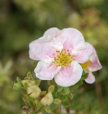 10x Fünffingerstrauch Princess - Potentilla fruticosa