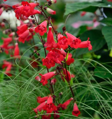 Bartfaden Paul Schönholzer - Penstemon cultorum