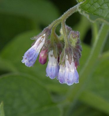 Echter Beinwell - Symphytum officinale