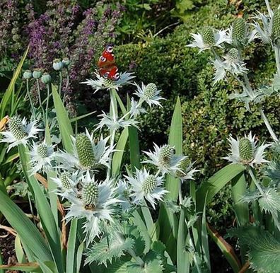 Elfenbeindistel Silver Ghost - Eryngium giganteum