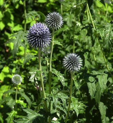 Kugeldistel Blue Glow - Echinops bannaticus