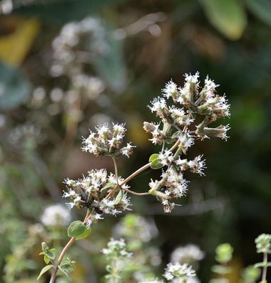 Syrischer Oregano - Origanum syriacum