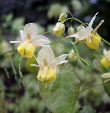 Elfenblume Sphinx Twinkler - Epimedium cultorum