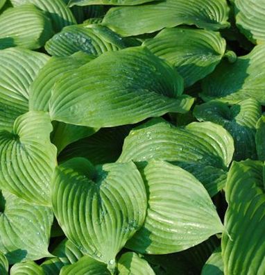 Funkie Niagara Falls - Hosta cultorum