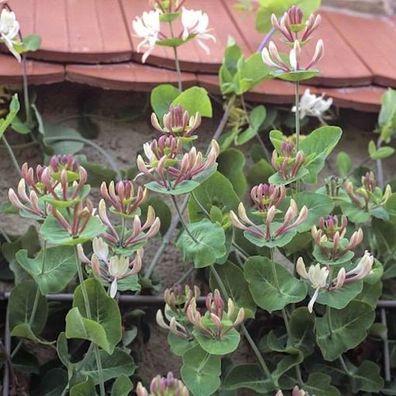 Jelängerlelieber 100-125cm - Lonicera caprifolium