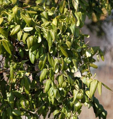 Immergrüne Geißschlinge Copper Beauty 40-60cm - Lonicera henryi