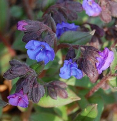 Schmalblättriges Lungenkraut Blue Ensign - Pulmonaria angustifolia