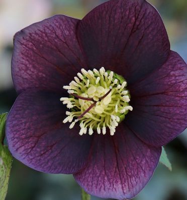 Christrose Lenzrose Blue Lady - Helleborus orientalis