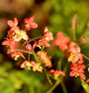 Elfenblume Kupfer - Epimedium warleyense