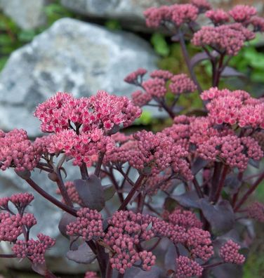 Fetthenne Thunderhead - Sedum cultorum