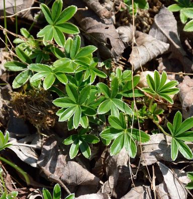 Färöer-Frauenmantel - Alchemilla faeroensis