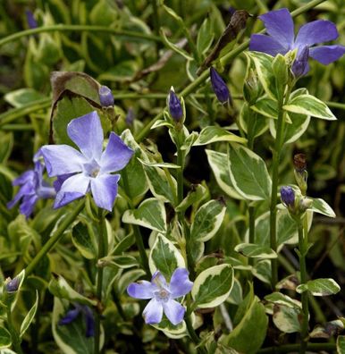 Immergrün Variegata - Vinca major