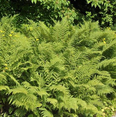 Adlerfarn - Pteridium aquilinum