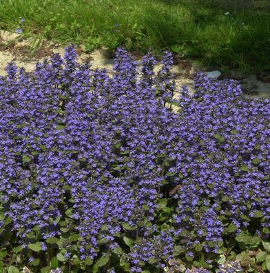 Günsel Burgundy Glow - Ajuga reptans