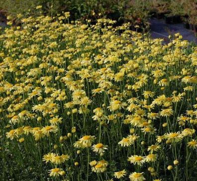 Färberkamille E.C. Buxton - Anthemis tinctoria