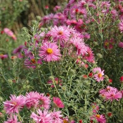 Rauhblattaster Rudelsburg - Aster novae angliae