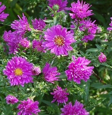 Glattblattaster Karminkuppel - Aster novi belgii