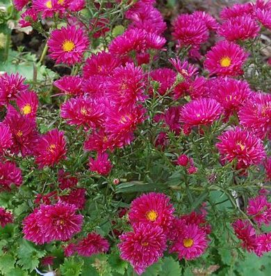 Glattblattaster Royal Ruby - Aster novi belgii