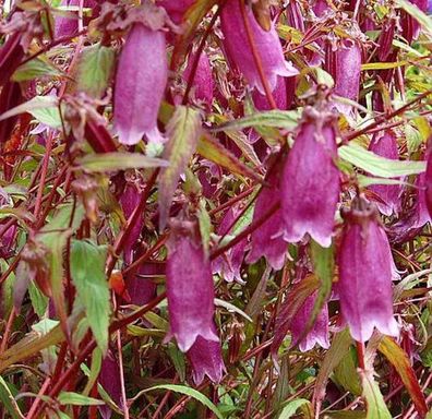 Punktierte Glockenblume Beetroot - Campanula punctata