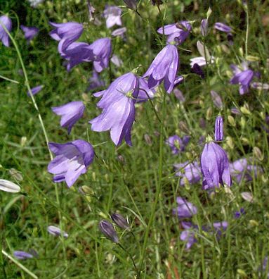 Rundblättrige Glockenblume - Campanula rotundifolia