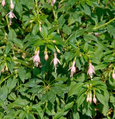 Fuchsie Alba - Fuchsia magellanica