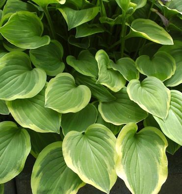 Felsen Funkie Golden Tiara - Hosta nakaiana