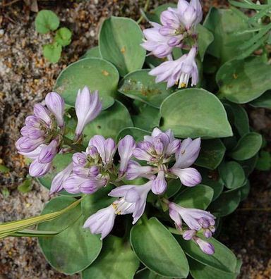 Blaugrüne Funkie Blue Mouse Ears - Hosta tokudama