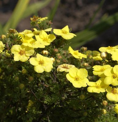 10x Fünffingerstrauch Hachmanns Gigant - Potentilla fruticosa