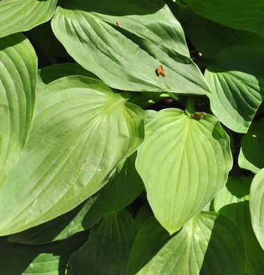 Graublattfunkie Dr. Simon - Hosta tardiana