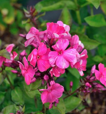 Hohe Flammenblume Aureole - Phlox Paniculata