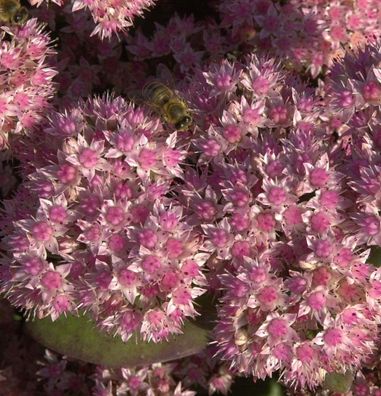 Große Fetthenne Jose Aubergine - Sedum telephium