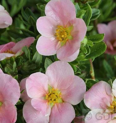 10x Fünffingerstrauch Lovely Pink - Potentilla fruticosa