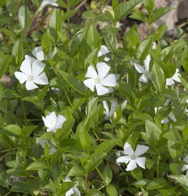 10x Kleinblättriges Immergrün Alba - Vinca minor