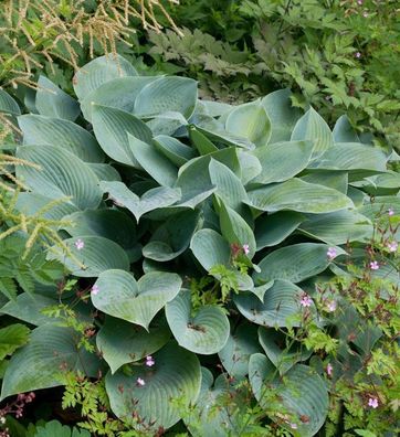 Graublattfunkie Halcyon - großer Topf - Hosta tardiana